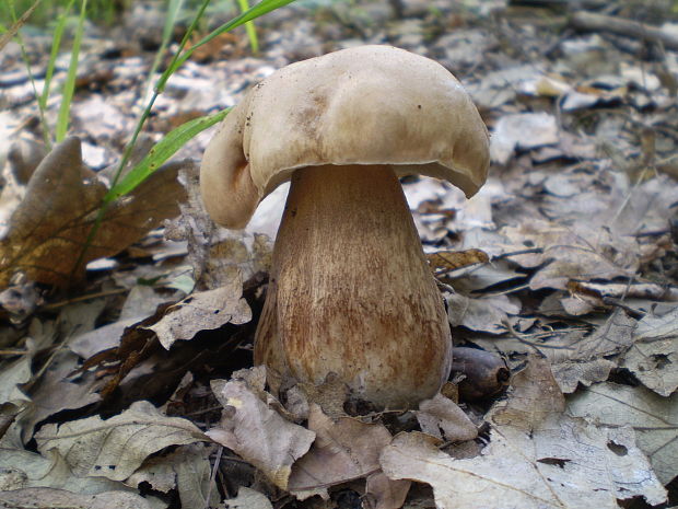 hríb dubový Boletus reticulatus Schaeff.