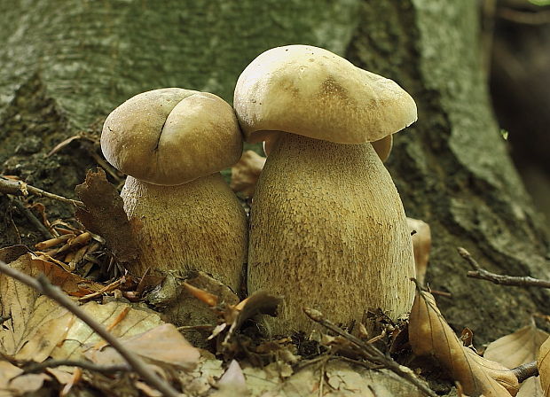 hríb dubový Boletus reticulatus Schaeff.