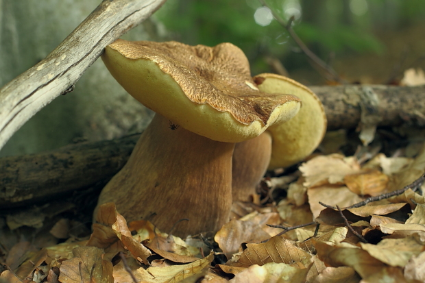 hríb dubový Boletus reticulatus Schaeff.