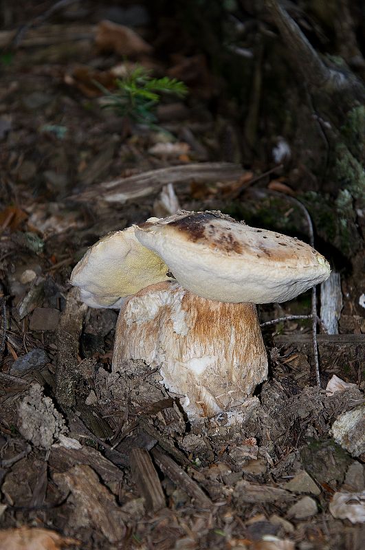 hríb dubový Boletus reticulatus Schaeff.