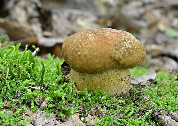 hríb dubový Boletus reticulatus Schaeff.