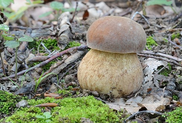 hríb dubový Boletus reticulatus Schaeff.