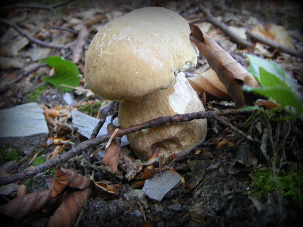 hríb Boletus sp.