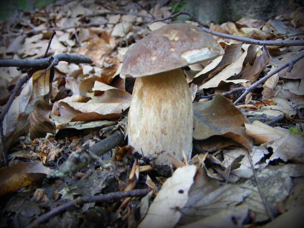 hríb Boletus sp.