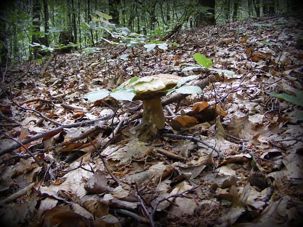 hríb Boletus sp.