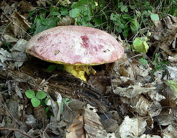 hríb kráľovský Butyriboletus regius (Krombh.) D. Arora & J.L. Frank