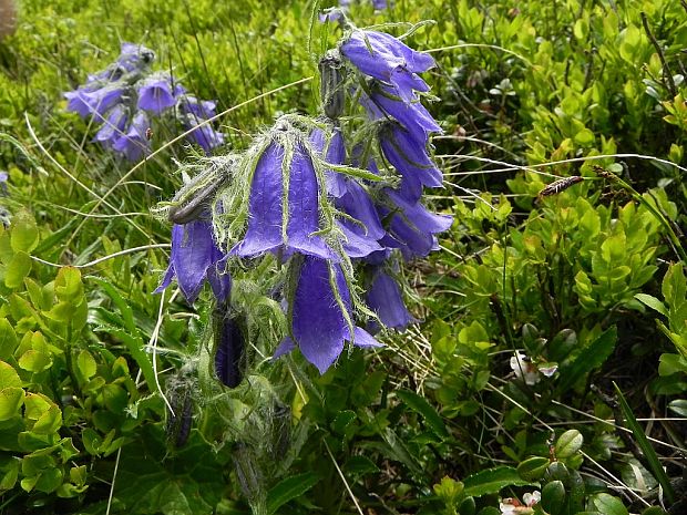 zvonček alpínsky Campanula alpina Jacq.