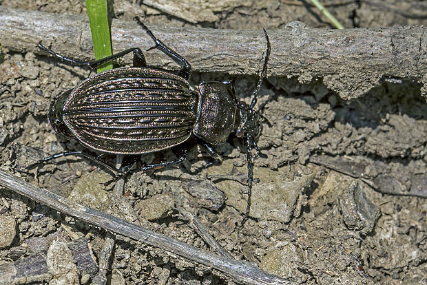 bystruška zlatomedená Carabus ullrichi Linnaeus, 1758