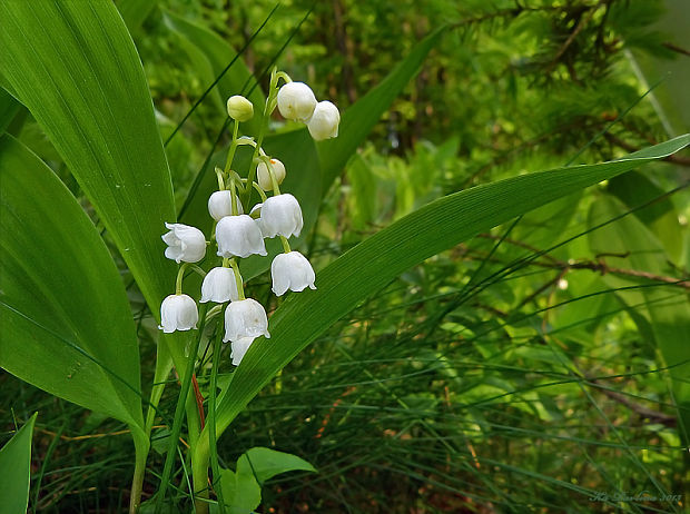 konvalinka voňavá/konvalinka vonná Convallaria majalis L.