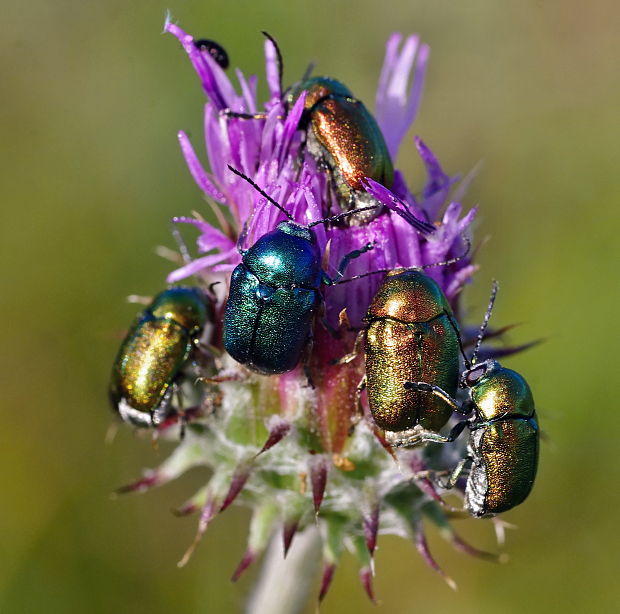 krytohlav hodvábny Cryptocephalus sericeus Linnaeus 1758