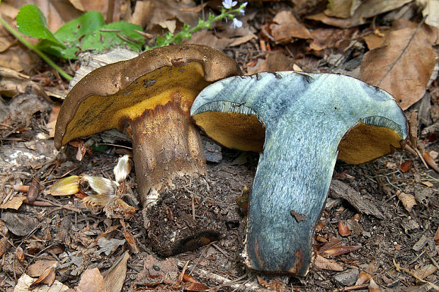 hríb modrejúci Cyanoboletus pulverulentus (Opat.) Gelardi, Vizzini & Simonini