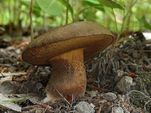 hríb modrejúci Cyanoboletus pulverulentus (Opat.) Gelardi, Vizzini & Simonini