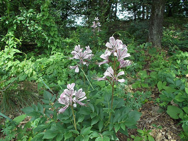 jasenec biely Dictamnus albus L.