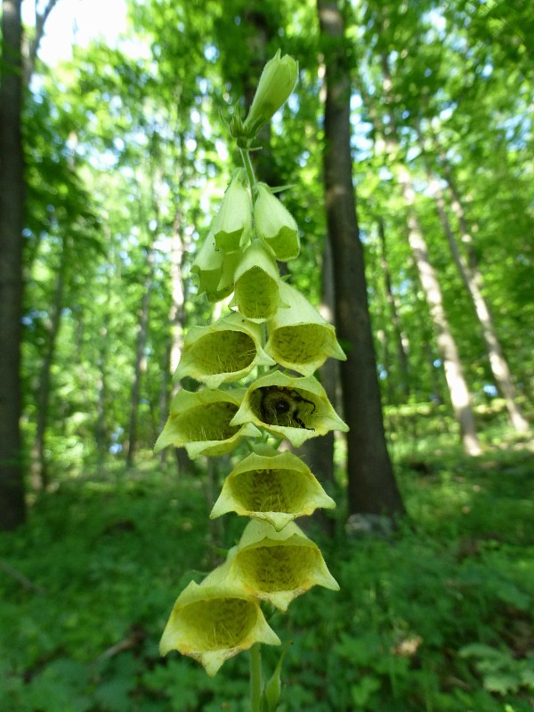 náprstník veľkokvetý Digitalis grandiflora Mill.