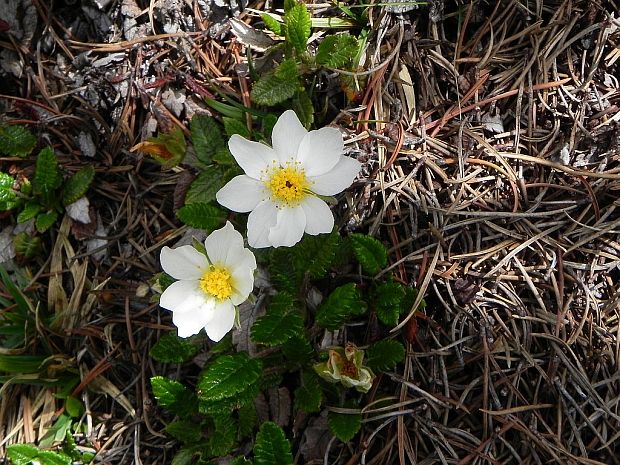 dryádka osemlupienková Dryas octopetala L.