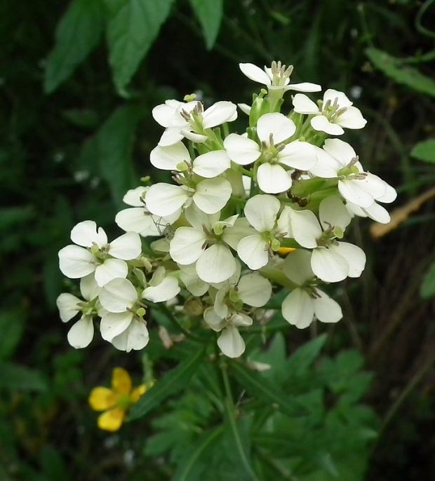 horčičník wittmannov Erysimum wittmannii Zaw.