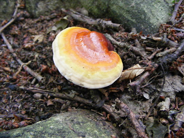 lesklokôrovka Ganoderma sp.