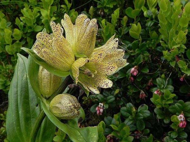 horec bodkovaný Gentiana punctata L.