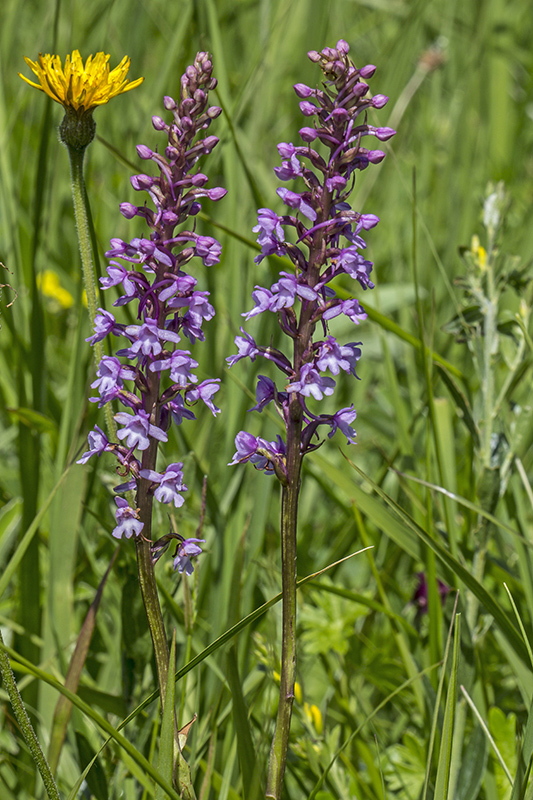 päťprstnica obyčajná Gymnadenia conopsea (L.) R. Br.