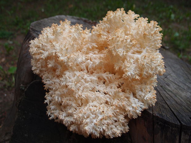 koralovec bukový Hericium coralloides (Scop.) Pers.