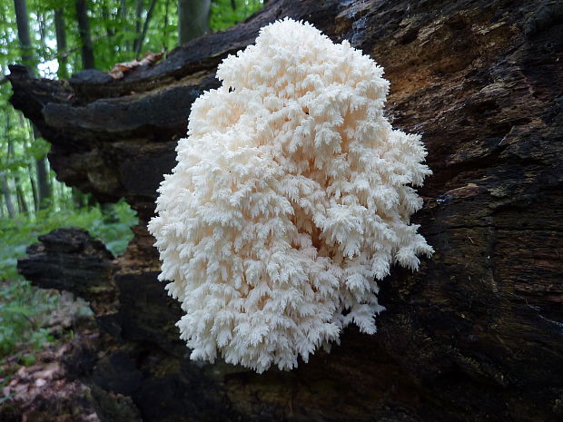 koralovec bukový Hericium coralloides (Scop.) Pers.