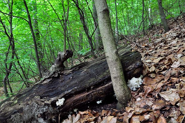 biotop koralovca bukového Hericium coralloides