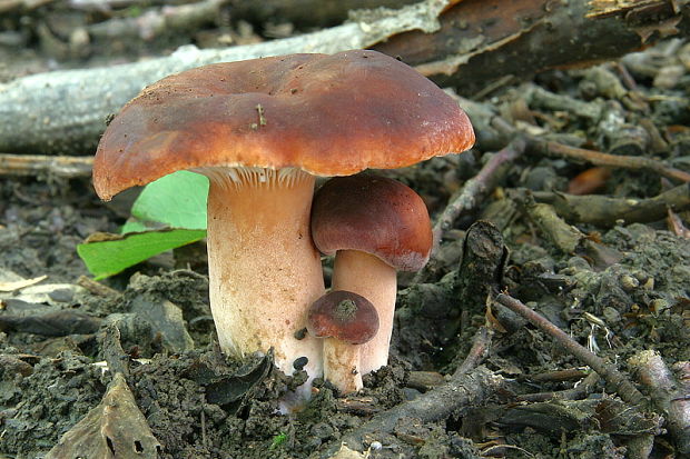 rýdzik gáfrový Lactarius camphoratus (Bull.) Fr.