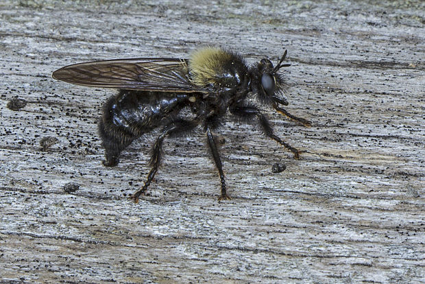 muchárka  Laphria ephippium A. Blytt