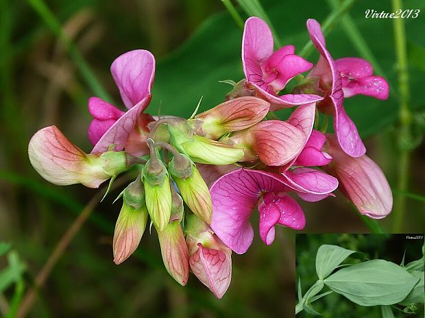 hrachor širokolistý Lathyrus latifolius L.