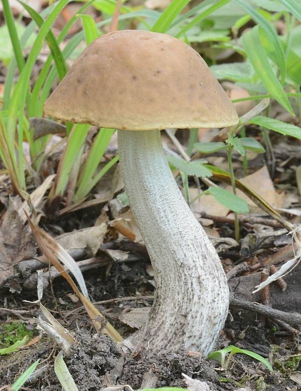 kozák hrabový Leccinum pseudoscabrum (Kallenb.) Šutara