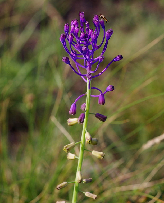 leopoldia chochlatá Leopoldia comosa (L.) Parl.