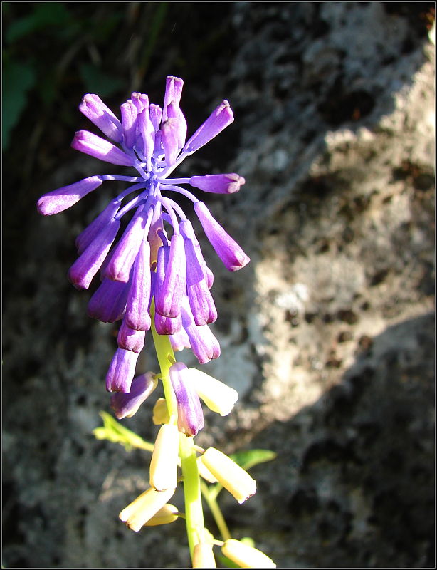 leopoldia chochlatá Leopoldia comosa (L.) Parl.