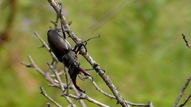 roháč obyčajný Lucanus cervus