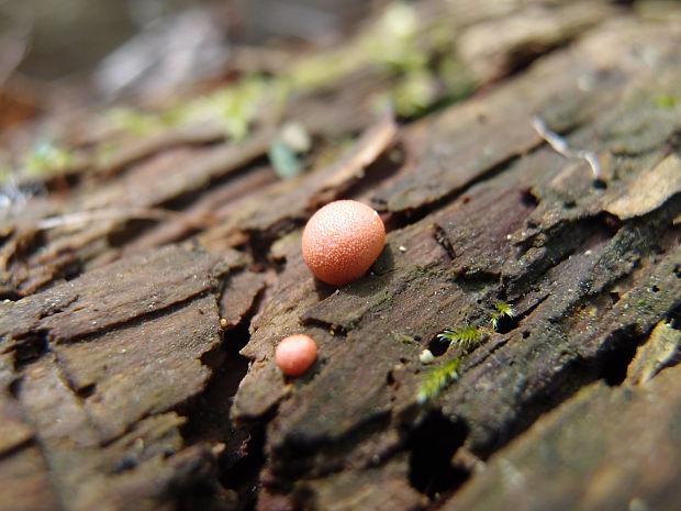 vlčinka červená Lycogala epidendrum (J.C. Buxb. ex L.) Fr.