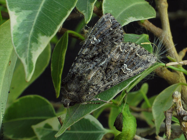 mora kapustová Mamestra brassicae Linnaeus, 1758