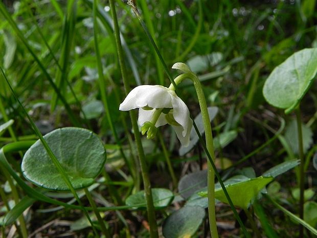 jednokvietok veľkokvetý Moneses uniflora (L.) A. Gray