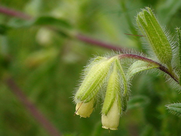 rumenica visianiho Onosma visianii Clementi