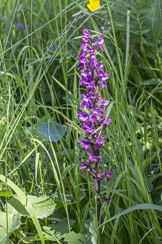 vstavač mužský poznačený Orchis mascula subsp. signifera (Vest) Soó