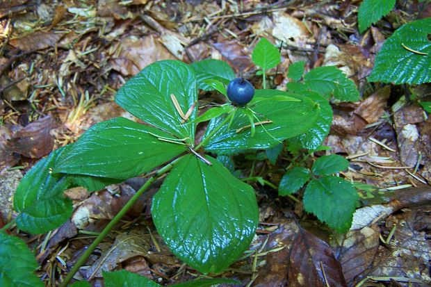 vranovec štvorlistý Paris quadrifolia L.