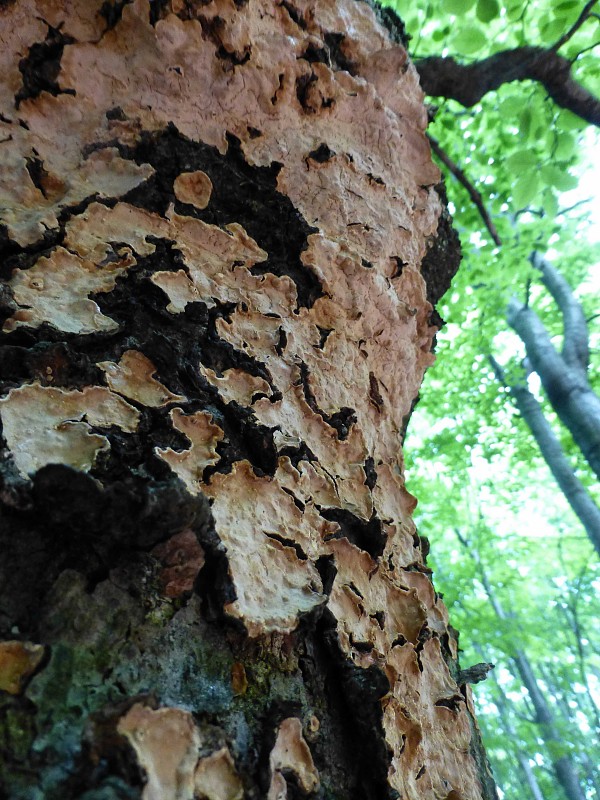 diskovka pupkovitá Parmelia omphalodes (L.) Ach.