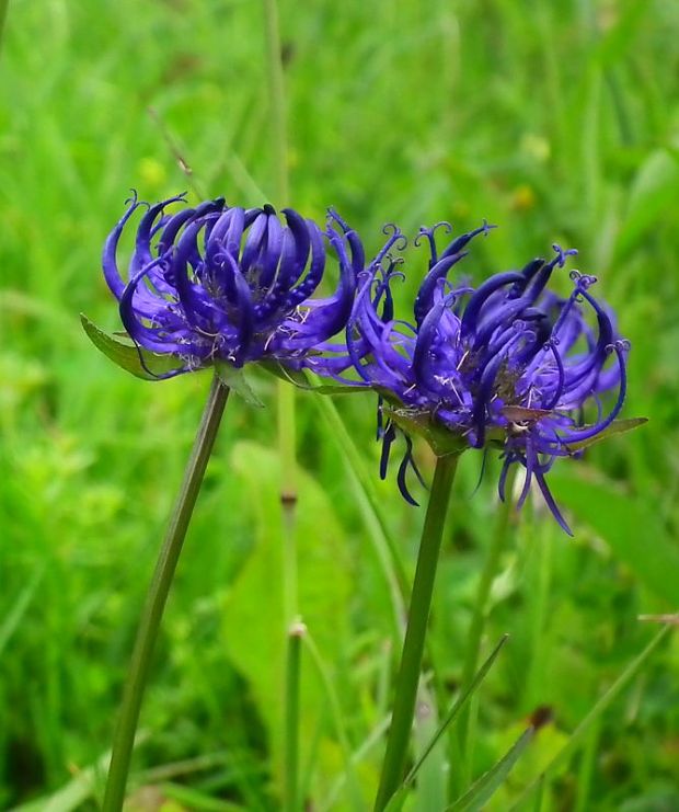 zerva hlavičkatá Phyteuma orbiculare L.