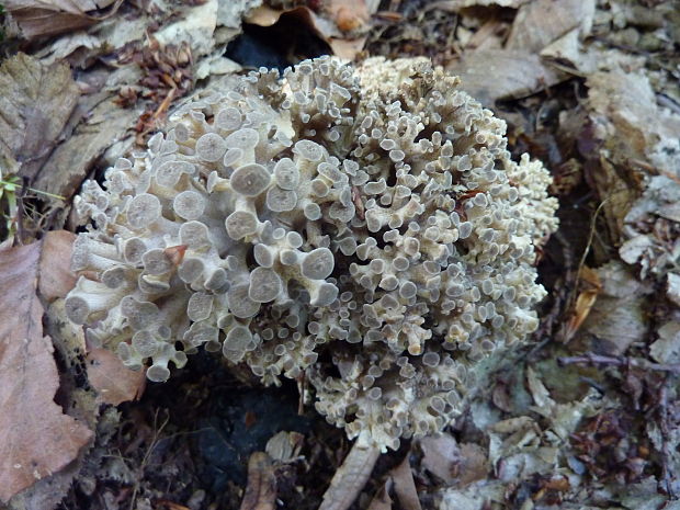 trúdnik klobúčkatý Polyporus umbellatus (Pers.) Fr.