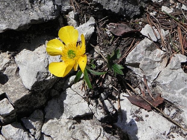 iskerník Ranunculus L.