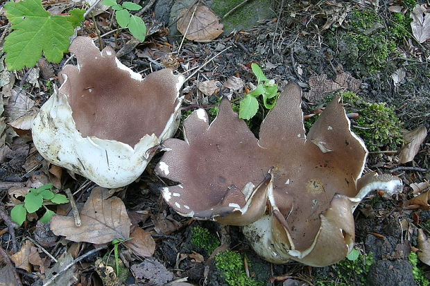 tulipánovka fialová Sarcosphaera coronaria (Jacq.) J. Schröt.