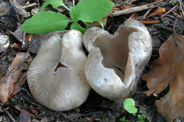 tulipánovka fialová Sarcosphaera coronaria (Jacq.) J. Schröt.