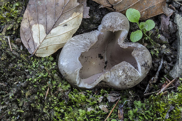 tulipánovka fialová Sarcosphaera coronaria (Jacq.) J. Schröt.