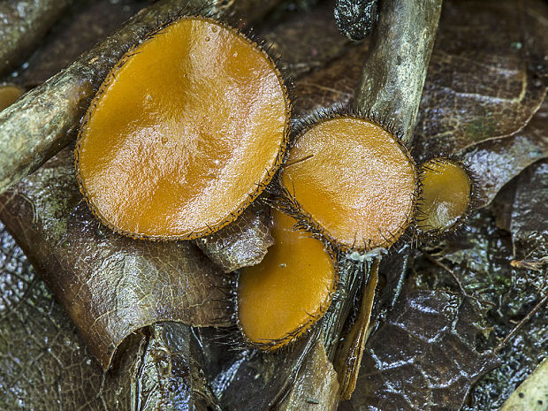 štítovnička Scutellinia sp.