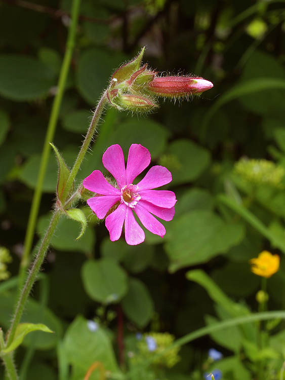 silenka červená Silene dioica (L.) Clairv.