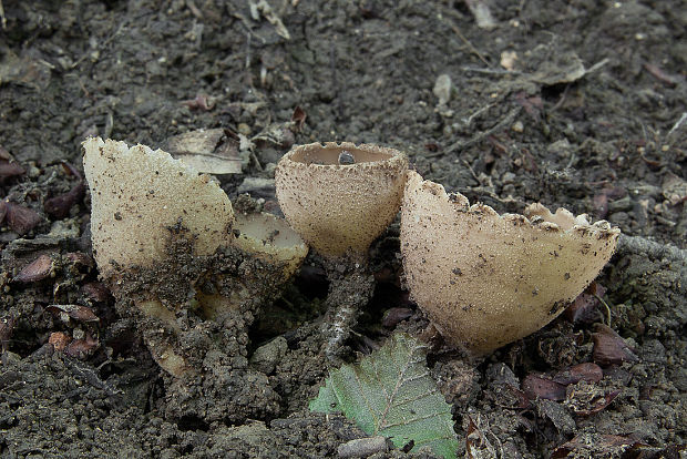 tarzeta zúbkatá Tarzetta cupularis (L.) Svrček