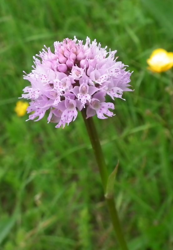 pavstavač hlavatý Traunsteinera globosa (L.) Reichenb.